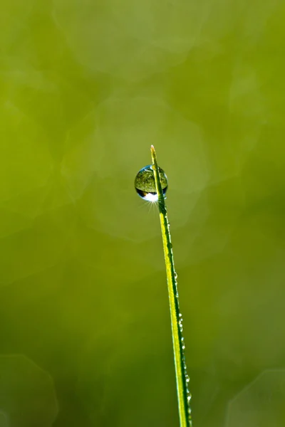 Goutte de rosée — Photo