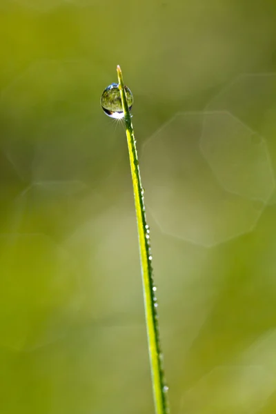 Gota de rocío —  Fotos de Stock