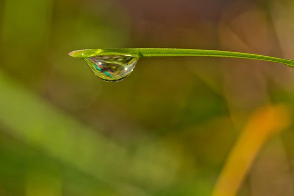 Gota de rocío — Foto de Stock