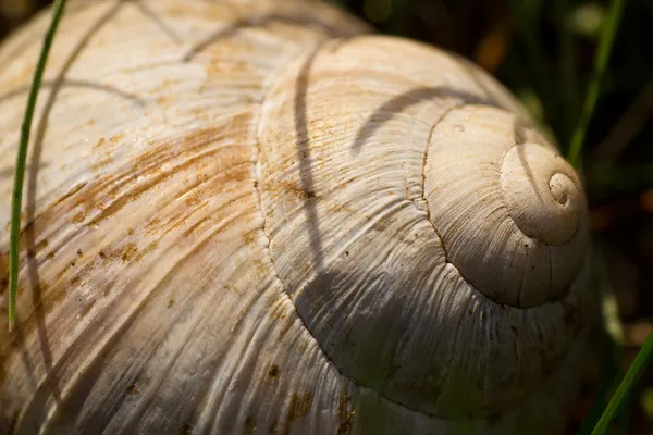 Coquille d'escargot — Photo