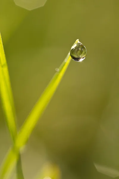 Tautropfen — Stockfoto