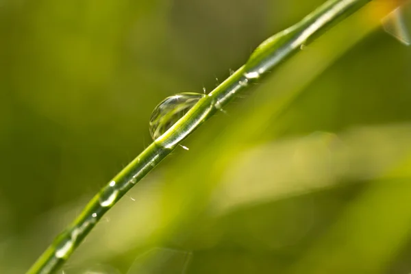 Leuchtende Wassertropfen auf Grashalm — Stockfoto