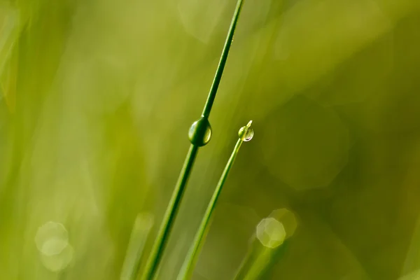 Gota de rocío — Foto de Stock