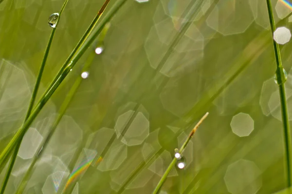 Lysande vatten droppar på gräs blad — Stockfoto