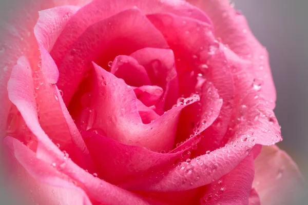 Pink rose — Stock Photo, Image