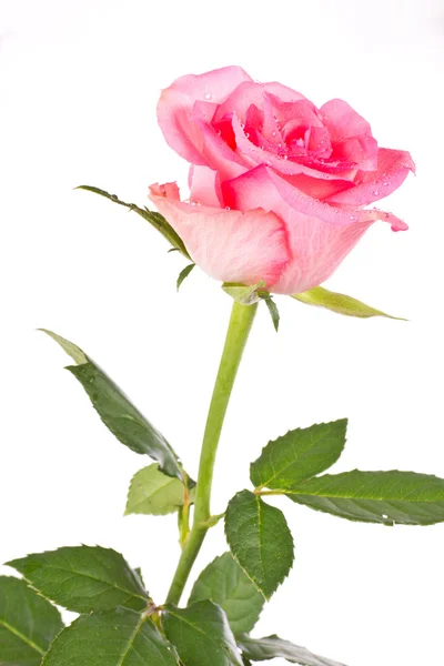 Rose — Stock Photo, Image