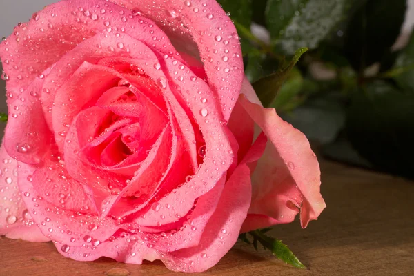 Rose — Stock Photo, Image