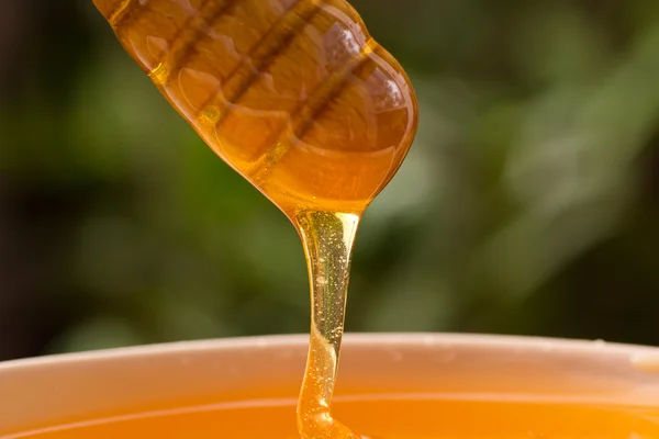 Dripping honey — Stock Photo, Image