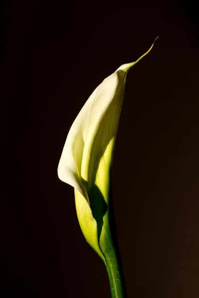 Calla-Lilie — Stockfoto