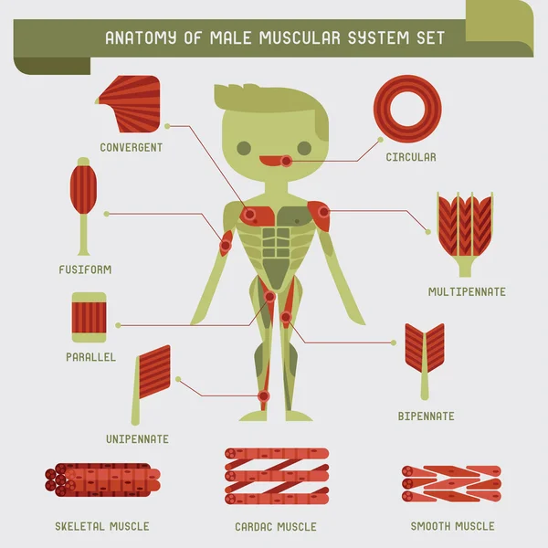 男性的肌肉系统的解剖 — 图库矢量图片