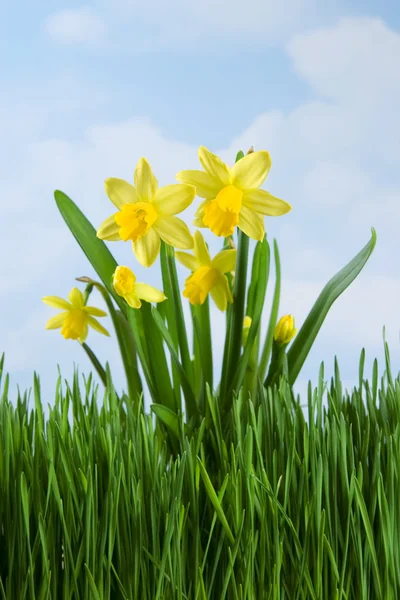 Daffodilos — Fotografia de Stock