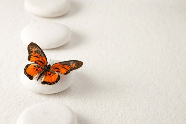 Background with stones and butterfly