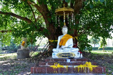 Wat Phra Sri Mahathat 'daki büyük Bodhi ağacının altındaki Buda resmi, Bang Khen, Bangkok, Tayland, 28 Kasım 2021