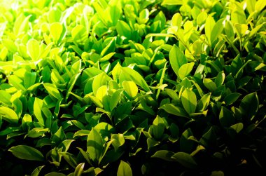 Sabah erken saatlerde güneş ışığı arka planı yemyeşil yapraklar