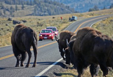 Buffalo in Yellowstone NP clipart
