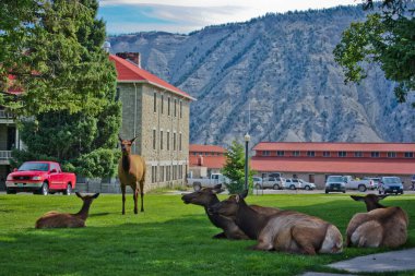 Mammoth Hot Springs, Yellowstone NP caddesindeki dişi geyik sürüsü. Yellowstone Ulusal Parkı 'nda sonbahar zamanı.