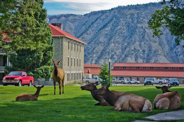 Herd Female Elks Wapiti Street Town Mammoth Hot Springs Yellowstone Εικόνα Αρχείου