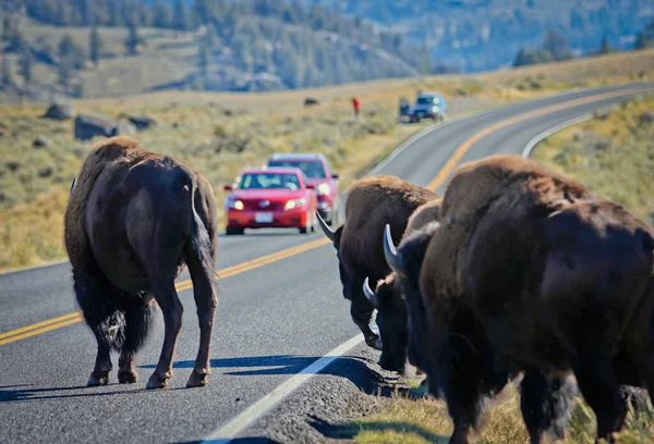 Buffalo Cruce Carretera Parque Nacional Yellowstone Viaje Por Carretera Fauna — Foto de Stock