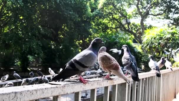 Beaucoup Troupeaux Pigeons Gris Noirs Tenaient Avec Leurs Griffes Sur — Video