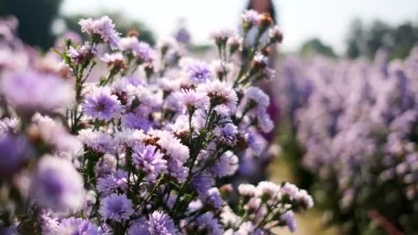Walkthrough Footage Field Pretty Bloom Purple Flowers Morning Bright Summer — Stock Video