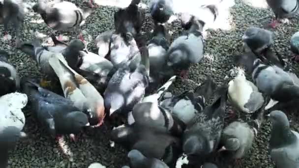 굶주린 흰색의 비둘기떼 아름다운 환경을 배경으로 자유롭게 먹이를 있었습니다 생활을 — 비디오