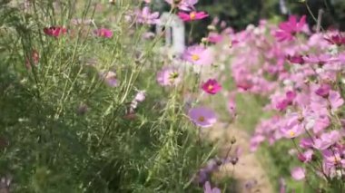Aydınlık bir yaz gününün sabahında çiçek açan pembe çiçeklerin yürüme görüntüleri, taze ve güzel bir bahçe, güzel bir manzara, doğa manzarası, bitki örtüsü..