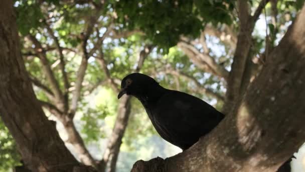 Eine Schwarze Taube Frei Auf Einem Grünen Baum Sitzend Tagsüber — Stockvideo