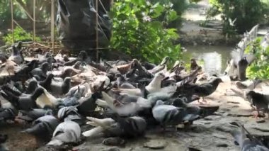 Birçok vahşi gri ve siyah güvercin sürüsü kaos içinde ayakta duruyor ve yerde ekmek yiyor. Kuşlar ve güvercinler yiyecek için özgürce uçarlar. Göllü doğal parklarda ve güzel bir açık havada beslenirler..