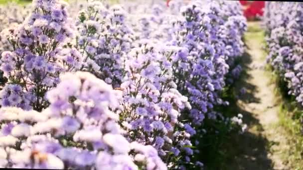 Begehbare Aufnahmen Von Feld Mit Hübschen Lila Blüten Morgen Eines — Stockvideo