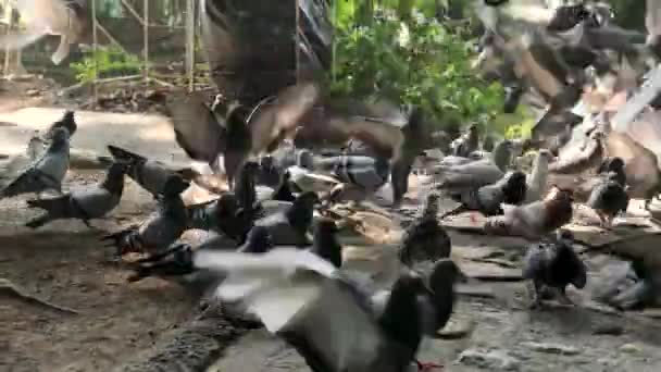 과검은 비둘기떼 위에서 무질서하게 먹는다 무리의 비둘기들은 호수와 아름다운 공원에서 — 비디오