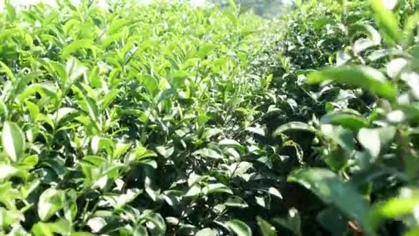 Walkthrough Footage Green Tea Farm Sunlight Bright Summer Day Fresh — Stock Video