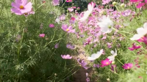 Spacer Przez Materiał Filmowy Pola Dość Kwitnące Różowe Kwiaty Godzinach — Wideo stockowe