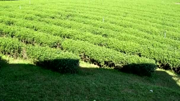 Beelden Van Landbouw Veld Irrigatie Van Prachtige Groene Thee Plantage — Stockvideo