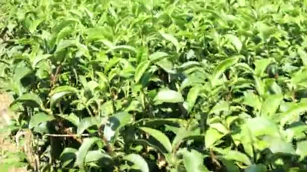 Walkthrough Footage Green Tea Farm Sunlight Bright Summer Day Fresh — Stock Video