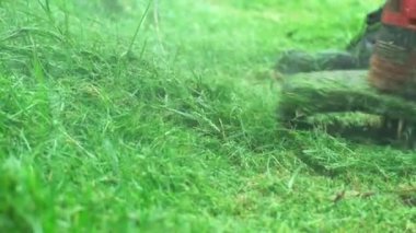 Kotların bakım bahçesinde çim biçme makinesiyle çimenlikteki çimenleri biçerken, yazın çimleri serpiştirirken, bahçe düzenlemesi yaparken yakın plan çekimleri..