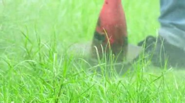 Kotların bakım bahçesinde çim biçme makinesiyle çimenlikteki çimenleri biçerken, yazın çimleri serpiştirirken, bahçe düzenlemesi yaparken yakın plan çekimleri..