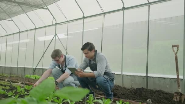 Modern Erkek Çiftçi Çiftlik Serasında Tabletle Araştırma Yapıyor Bahçıvanlar Sebze — Stok video
