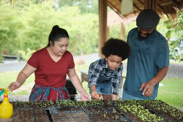 African American Farmer Family Teaches Son Plant Seedlings Vegetable Gardening — Stock fotografie