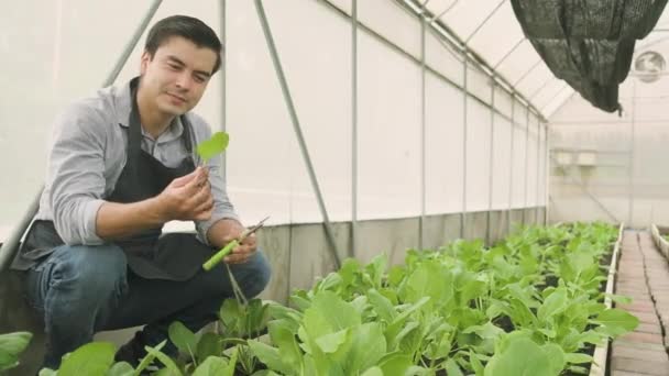 Один Фермер Плантації Підтримує Обрізанням Ножиць Культивуванні Теплиці Садівник Щасливий — стокове відео