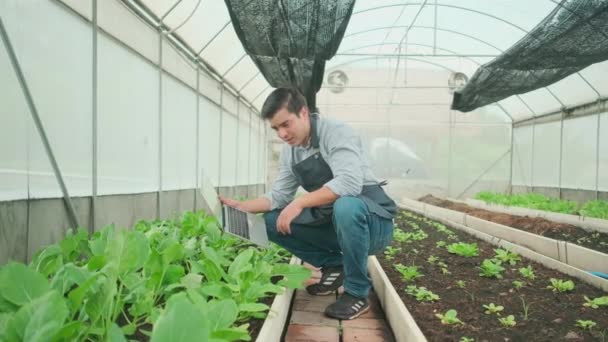 One Modern Male Farmer Experiments Working Laptop Plantation Greenhouse Gardener — Stok video