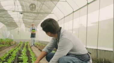 Two Caucasian male farmers' partners work in plantation greenhouse. Gardener men are happy and smile, collecting vegetable growth, agricultural nursery crops, and fresh organic green natural products.