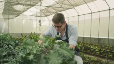 One male farmer plantation maintenance with pruning shears in cultivate greenhouse. A gardener man happy works in vegetable growth, agriculture nursery crops, and fresh organic green natural produces.