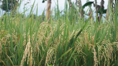 Dünyanın gıda ihtiyaçları için pirinç tarlaları, Asya 'daki pirinç tarlaları.