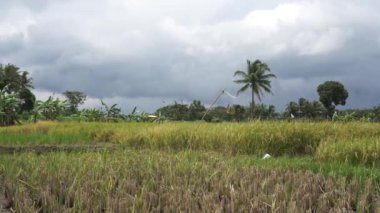Rüzgarda sallanan yeşil alanlar. Gelişen yeşil pirinç bitkileri.