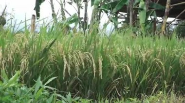 Doğal pirinç bitkileri rüzgârla savruluyordu. Yeşil çevre kavramı