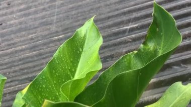 Bitkilerin üzerine sağanak yağmur yağıyor