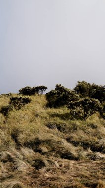 Merbabu Dağı 'nın güzel manzarası