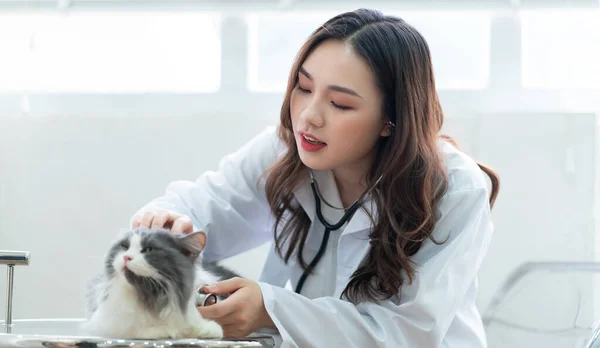 Азійка Ветеринар Досліджує Стан Здоров Кота — стокове фото