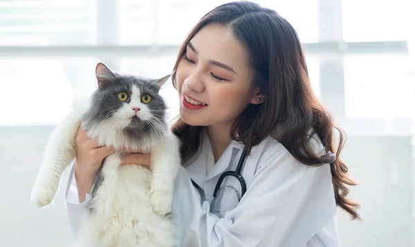 Азійка Ветеринар Досліджує Стан Здоров Кота — стокове фото
