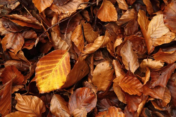 Hojas de haya muertas en el suelo en noviembre, Asturias. España . —  Fotos de Stock